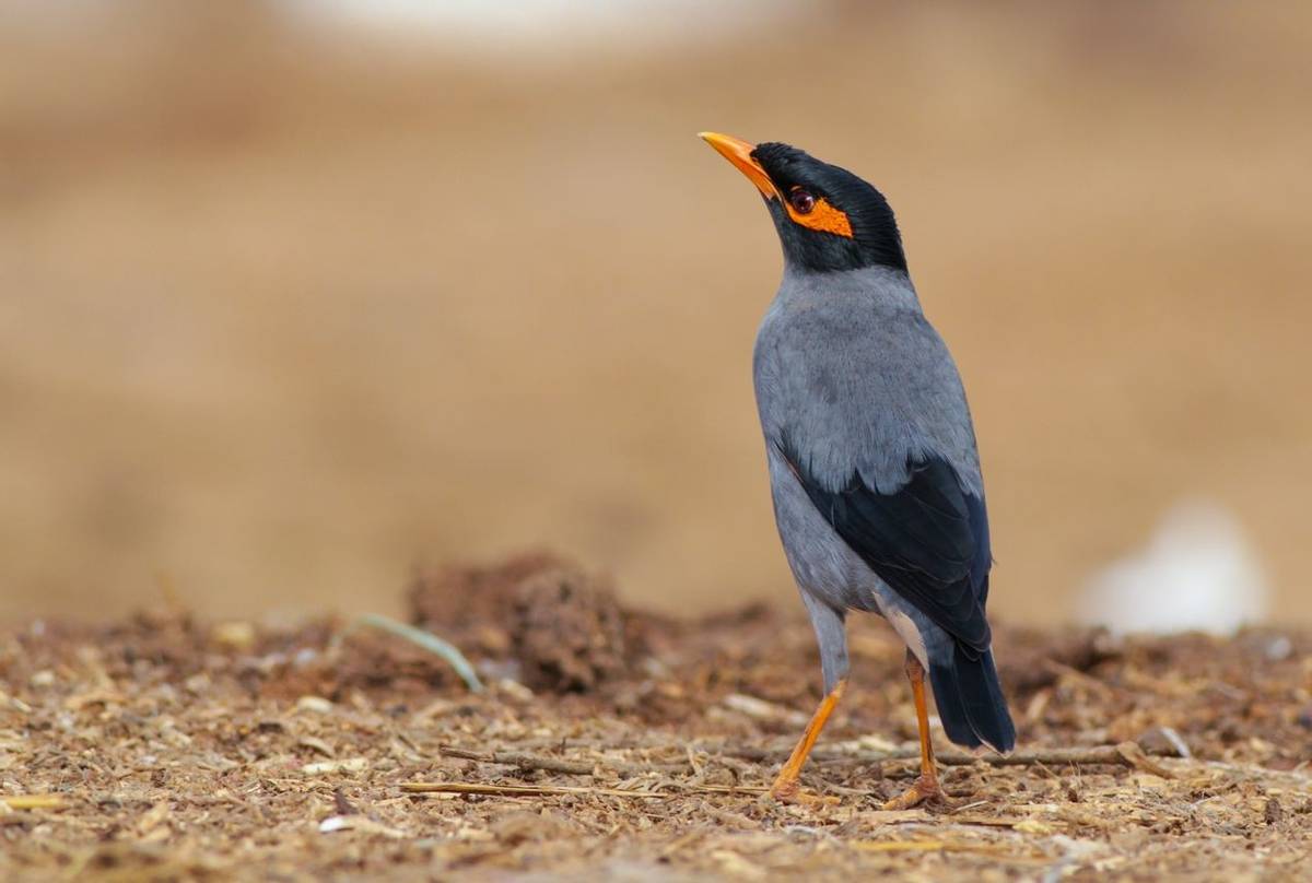 Bank Myna