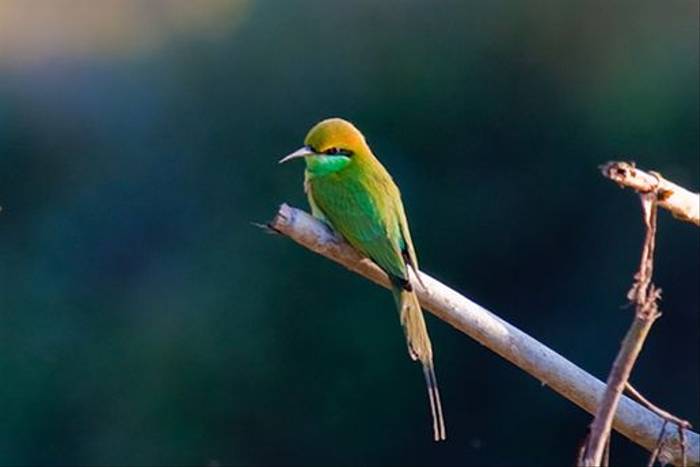 Green Bee-eater (Ron Brown)