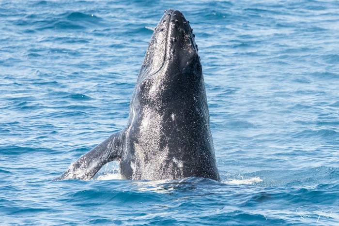 Humpback Whale (Sara Frost) (16).jpg