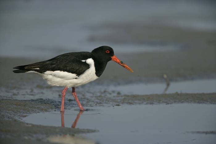 Oystercatcher shutterstock_169236437.jpg