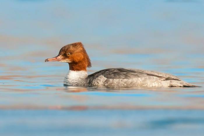 Goosander shutterstock_1326909899.jpg