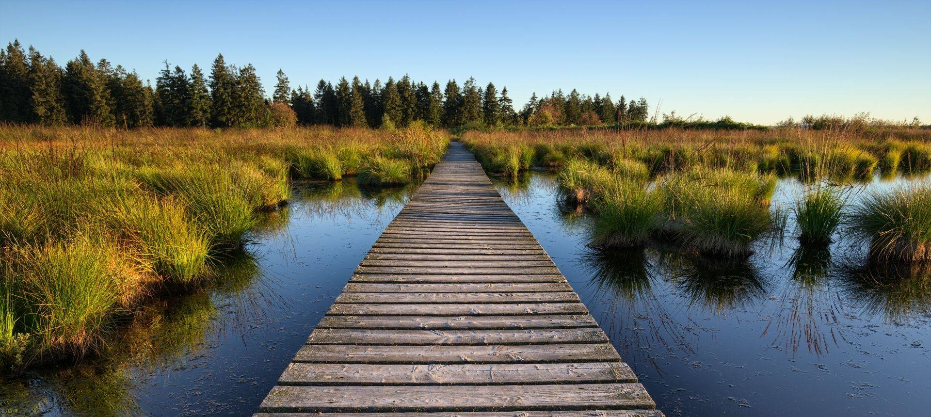 Hautes Fagnes, Belgium Shutterstock 473739040