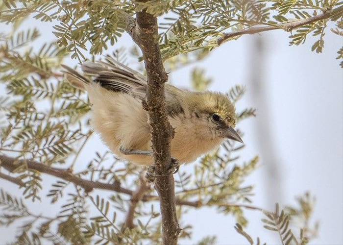 Sennar Penduline Tit, Ian Curran.jpg