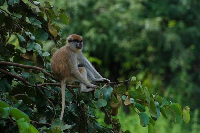Patas Monkey, Mole National Park, Ghana shutterstock_1203233050.jpg