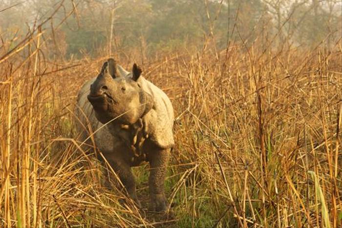 Indian One-horned Rhino, Chitwan (David Allison)