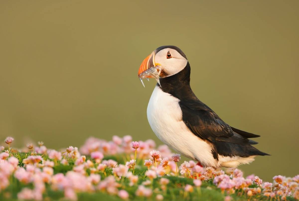 Puffin shutterstock_777230224.jpg