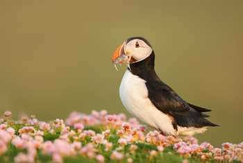 Puffin shutterstock_777230224.jpg