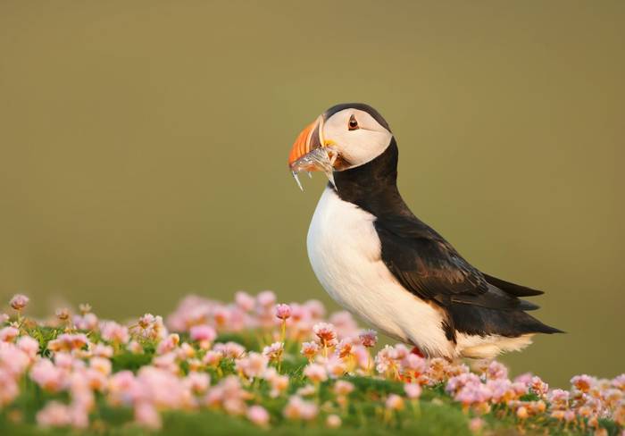 Puffin shutterstock_777230224.jpg