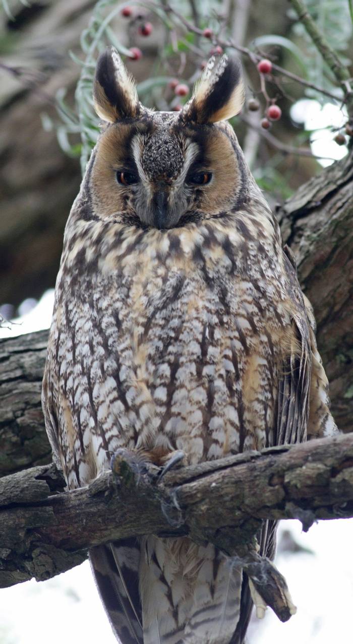 1U8A1931 Long-eared Owl by A Smith.jpg