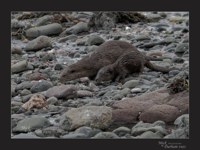 Otter with cub © Mick Durham
