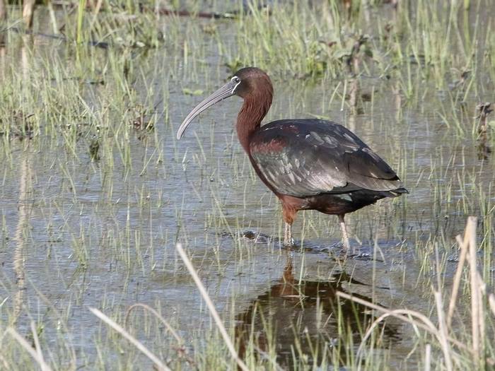 Glossy Ibis (Kevin Elsby)