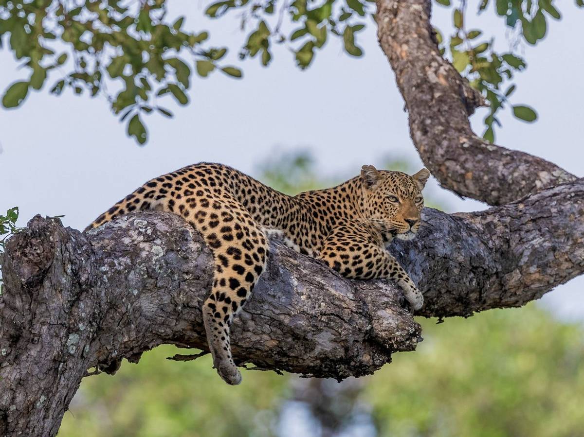 Leopard, Zambia (cropped) shutterstock_1011296299.jpg