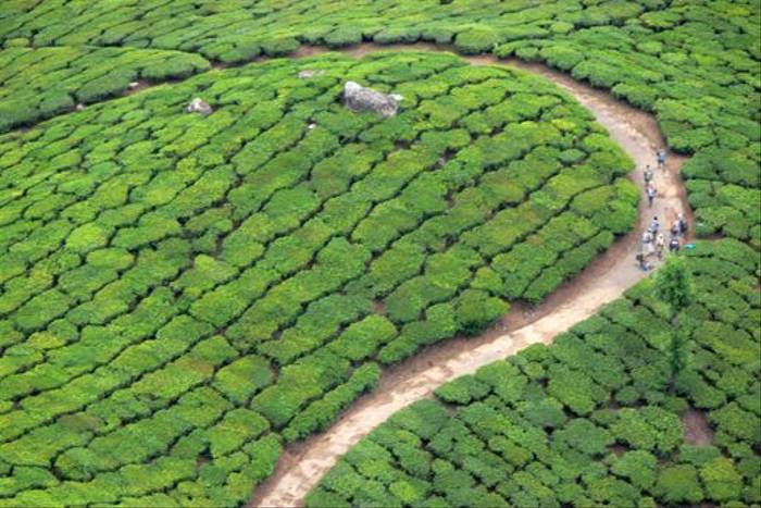 Tea plantations, Kerala (Tim Melling)