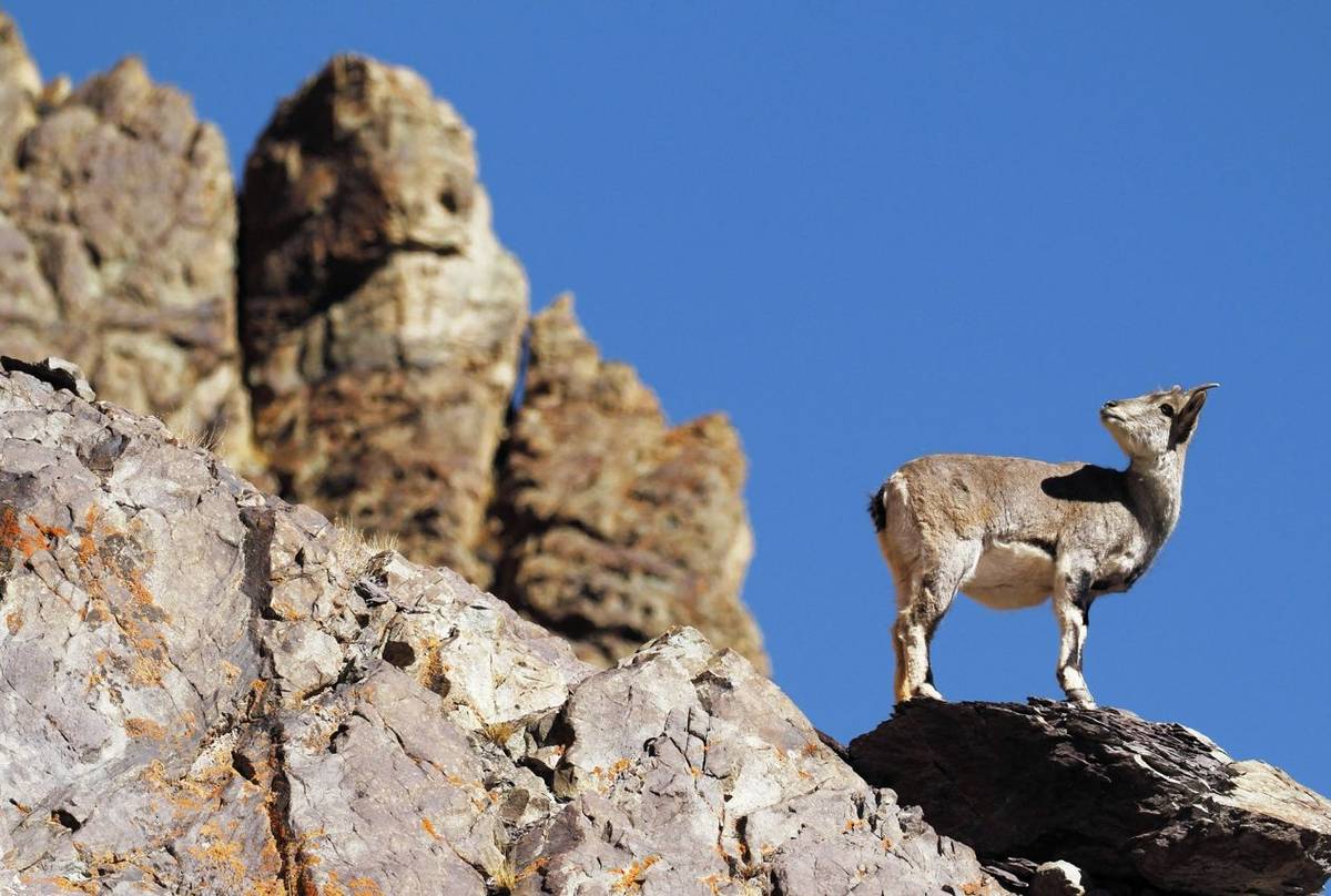 Bharal, India Shutterstock 609660536