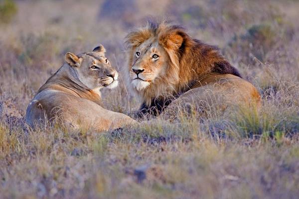 African Lions