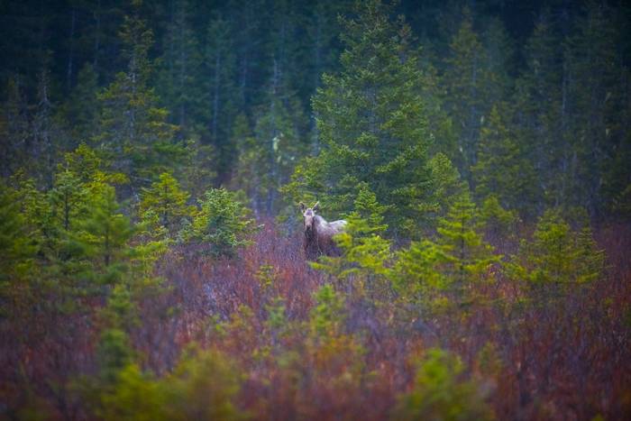 Moose in Spring Woodland © Peter Stott