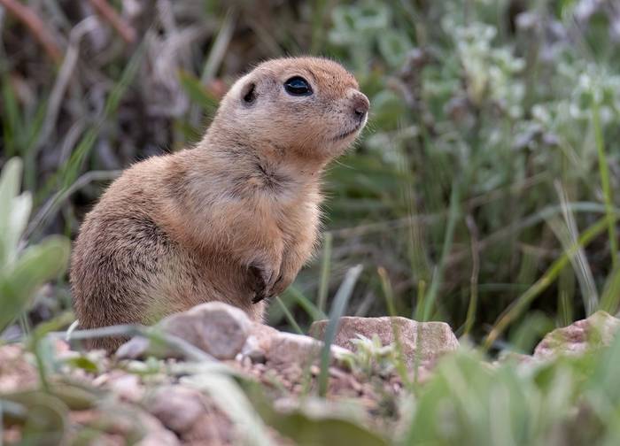 Asia Minor Ground Squirrel © Chris Griffin, May 2025.jpg