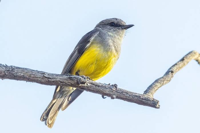 Western Yellow Robin
