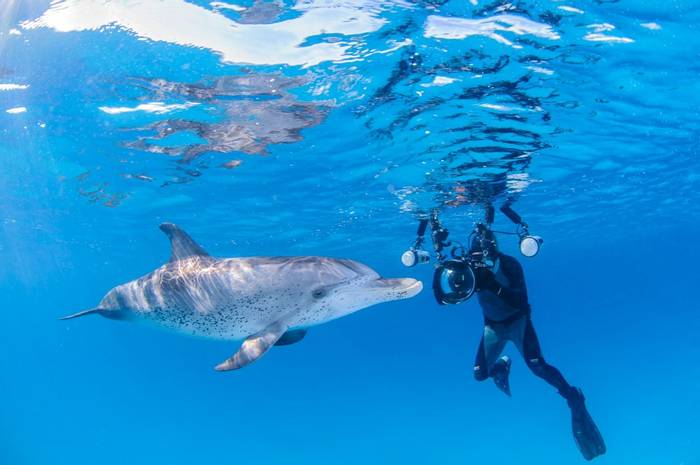 Dolphin, Bahamas