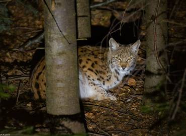 Poland's Mammals: In Search of the Eurasian Lynx!