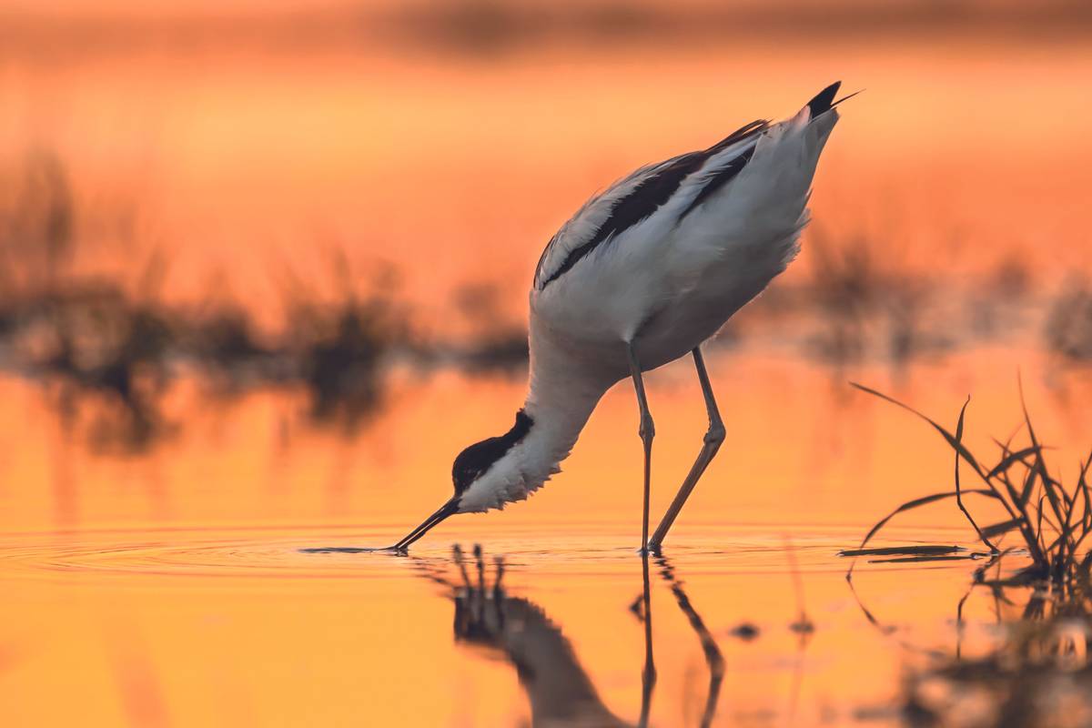 pied avocet (Recurvirostra avosetta) wading in water in early orange light and looking for food during sunrise