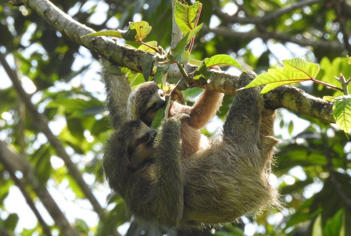 Three-toed Sloths (Tres Kimball).jpg