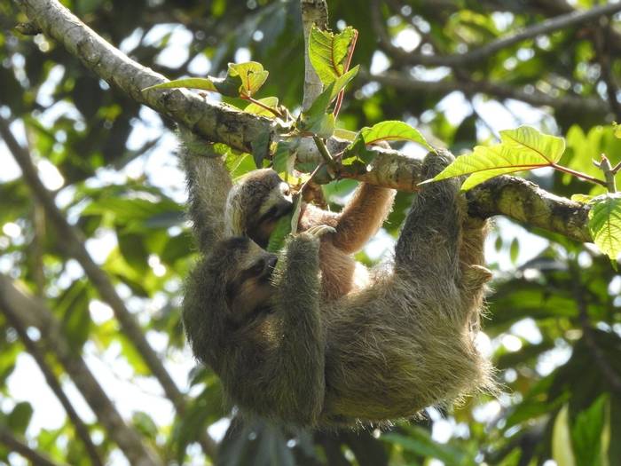 Three-toed Sloths (Tres Kimball).jpg