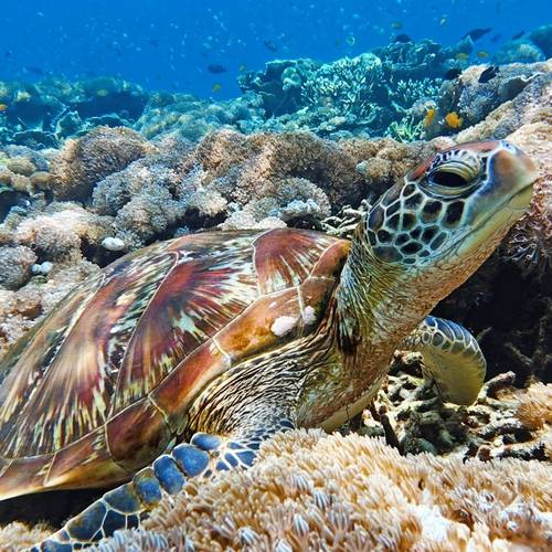Green Turtle, Indonesia