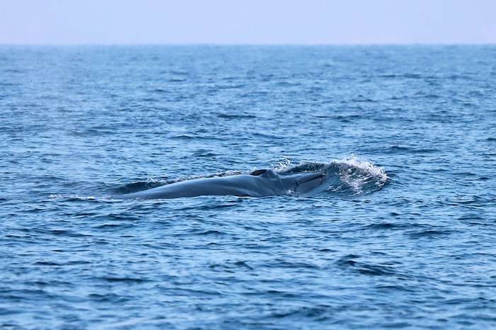 Bryde's Whale, Luca Boscain.JPG