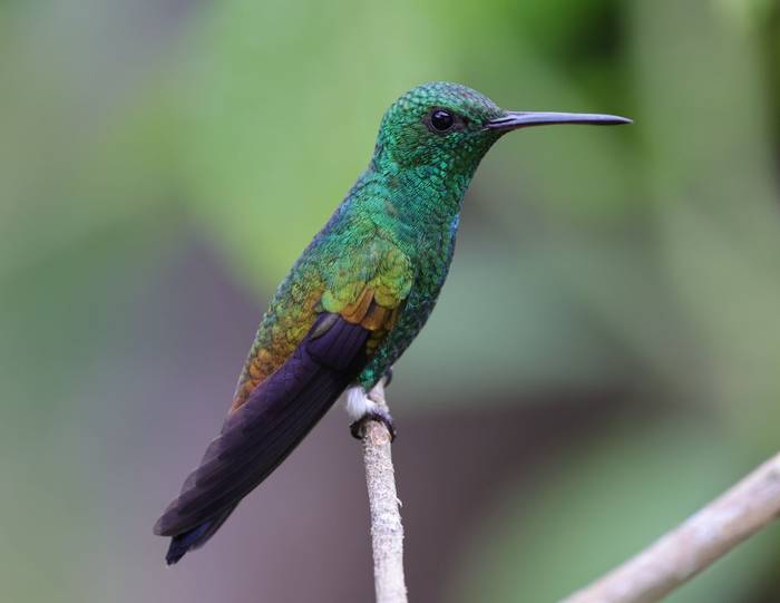 Copper-rumped Hummingbird 1, Asa Wright Centre, Trinidad © John Moseley