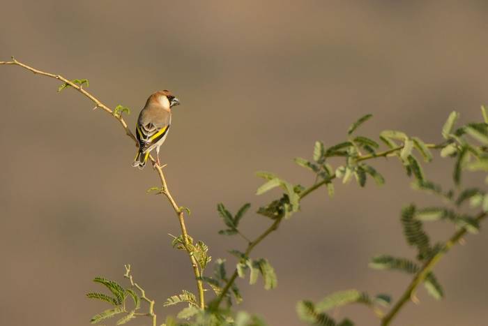 Arabian Grosbeak