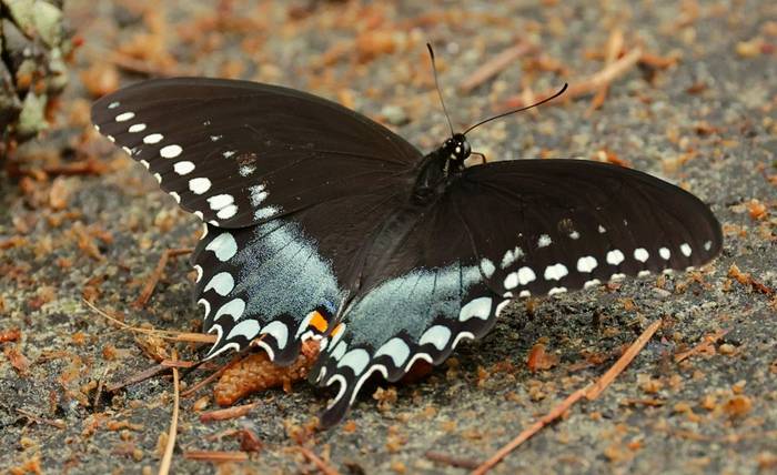 Spicebush Swallowtail by Barrie Cooper.jpg