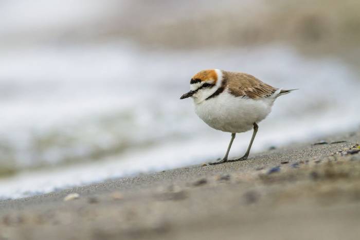 Kentish Plover