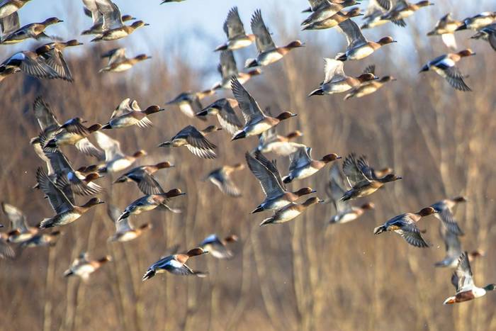 Eurasian Wigeon shutterstock_561917530.jpg