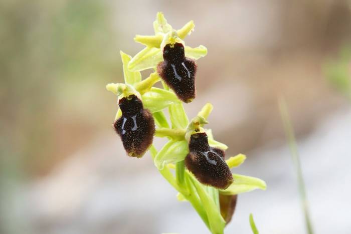 Ophrys tarentina © Luca Boscain, April 2026 tour