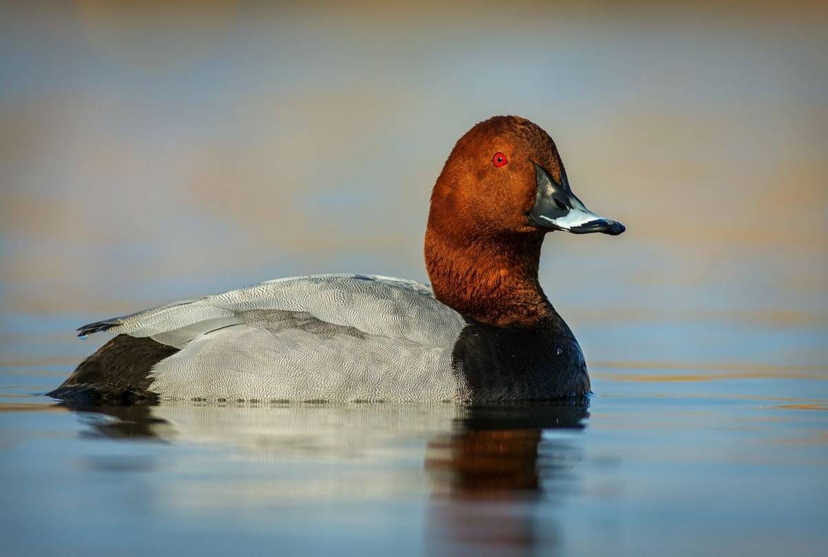 Pochard shutterstock_583624852.jpg