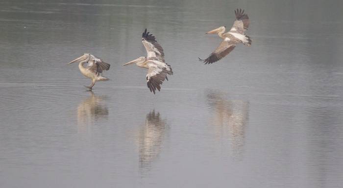 Spot-billed Pelicans (Liz Seeber)