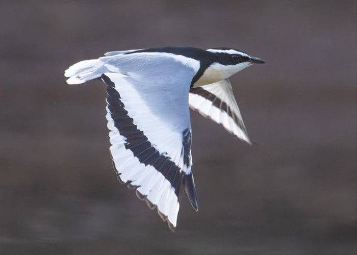 Egyptian Plover, Ian Curran.jpg