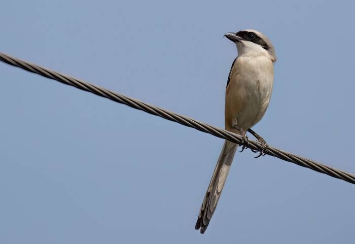 Long-tailed Shrike © Chris Griffin, May 2025