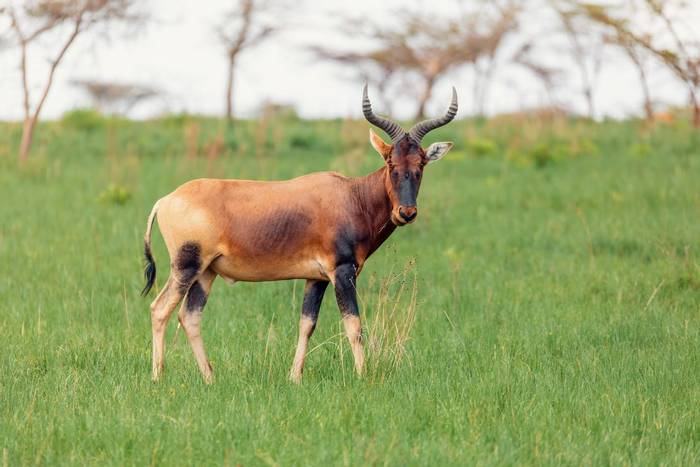 Swaynes Hartebeest