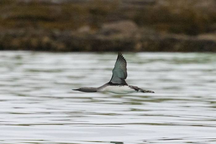 Red-throated Diver, Handa (Sara Frost).jpg