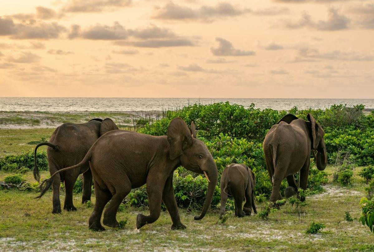 Forest Elephants at Loango National Park, Gabon shutterstock_1837682998.jpg