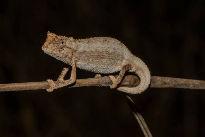 Kenyan Pygmy-Chameleon © Carole and David Clarke, February 2026 tour