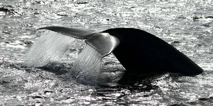 Blue Whale (Dave Brotton)