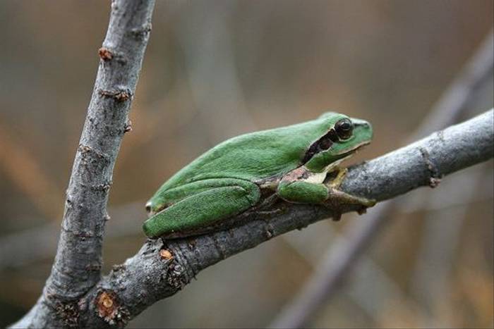 Stripeless Tree Frog (David Morris)