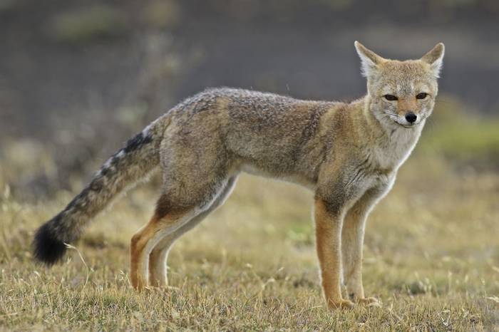 South American Grey Fox (Dani Free)