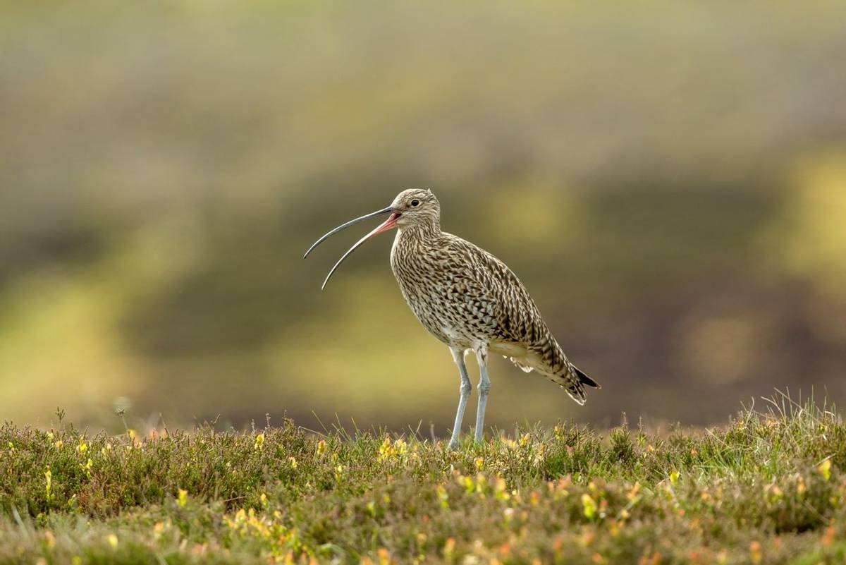 Curlew (Scientific name: Numenius arquata) Adult curlew in the Yorkshire Dales, UK during Springtime and the nesting season.…