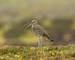 Curlew (Scientific name: Numenius arquata) Adult curlew in the Yorkshire Dales, UK during Springtime and the nesting season.…