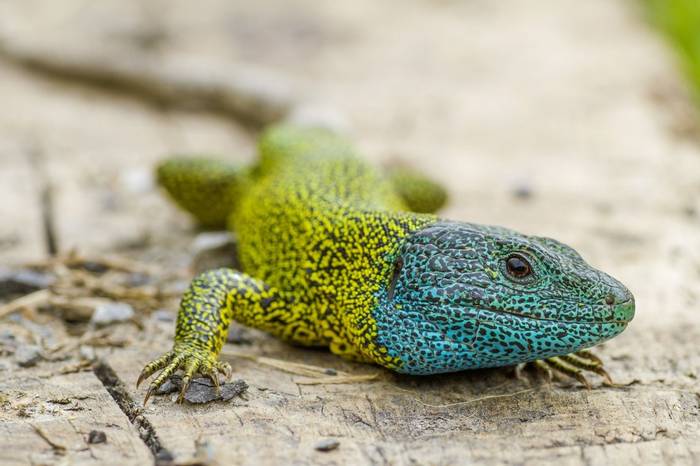 Schreiber's Green Lizard (Lacerta schreiberi)