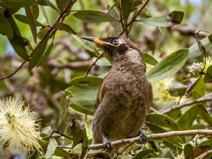 Bridled Honeyeater